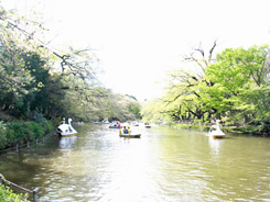 井の頭恩賜公園